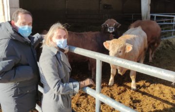 El PP de Bizkaia pide medidas de apoyo para el sector ganadero cárnico